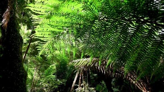 慢镜头:茂密的老蕨类和高大的古树生长在茂密的大森林里
