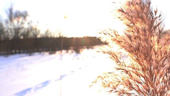 枯黄的植物在冬天的雪中日落