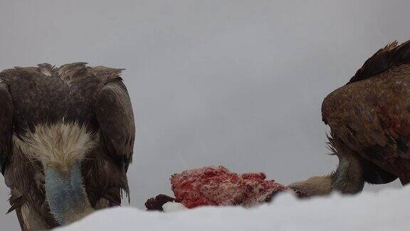 秃鹫在冬天吃雪