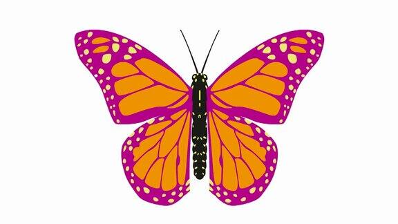 粉红橙色蝴蝶翅膀动画毛圈的视频平面矢量插图孤立在白色背景
