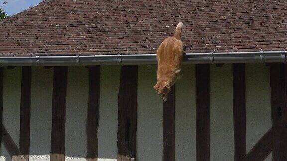 红虎斑家猫从屋顶上跳下来诺曼底慢动作