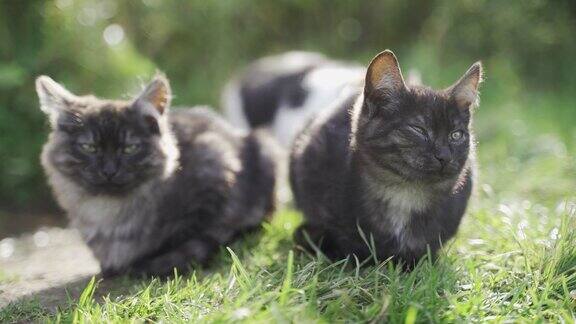 夏天坐在草地上的猫