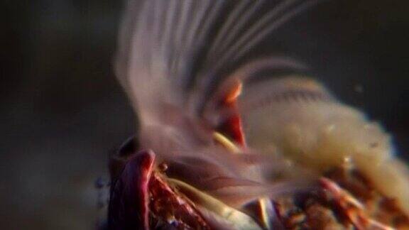 海橡子海洋甲壳类动物生活在海底