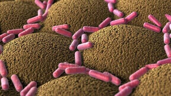 消化系统微绒毛表面的细菌