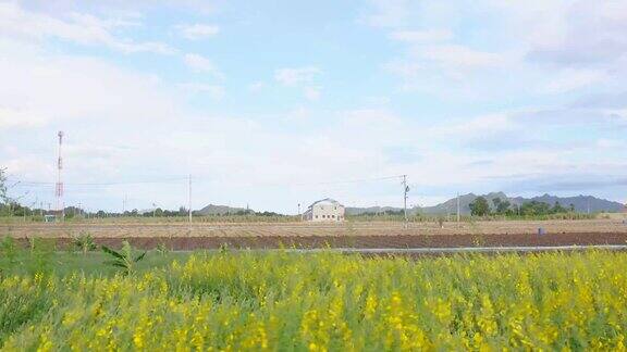 风景与田野的黄色油菜植物盛开在春天的蓝天下
