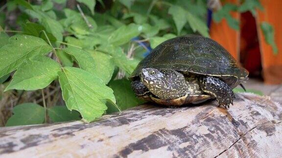 好奇的欧洲河龟坐在森林旅游帐篷附近的干木头上4K