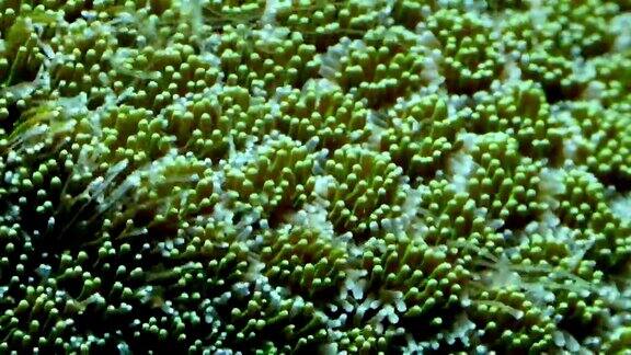 像海底的珊瑚一样的绿色小杯子