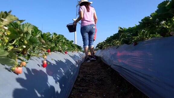 妈妈和女儿在农场里采摘草莓