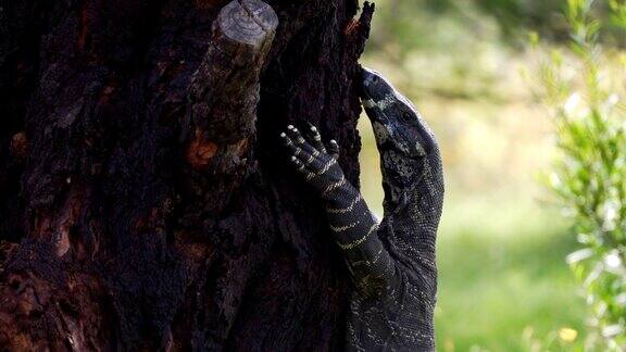在澳大利亚的一棵树上休息的巨蜥