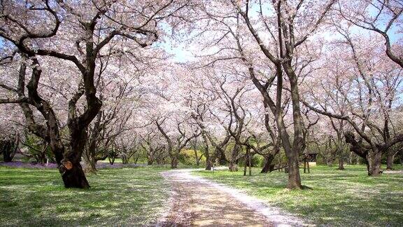 日本樱花树下的人行道的浪漫气氛