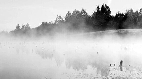 神秘的日出伴随着乌鸦的声音和沼泽中的迷雾