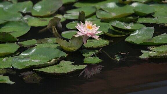 台北植物园的植物、鸟类和花园