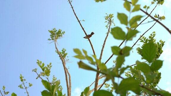 树上的小鸟和蓝天