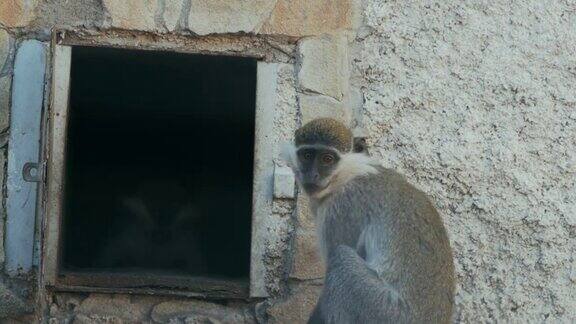 两只绿猴子在他家门口(chlorocebussabaeus)