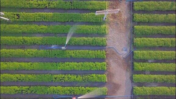 空中俯视图的农民灌溉蔬菜使用软管在花园种植在行农业用途