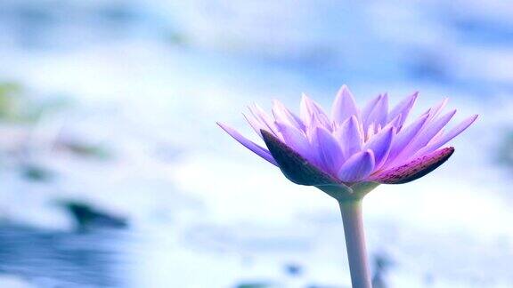 美丽的紫莲花、荷塘里的荷花