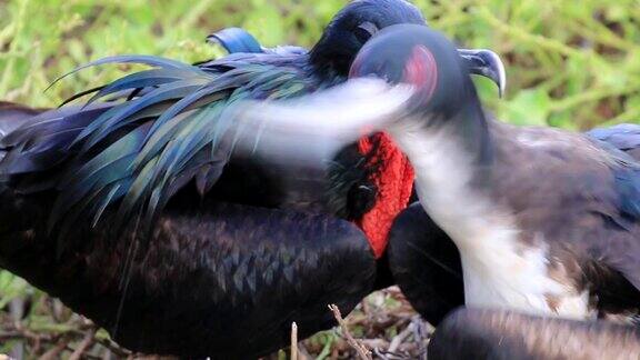 厄瓜多尔加拉帕戈斯国家公园热那亚岛雌雄军舰鸟坐在巢上