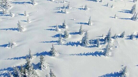 飞过冬天的雪山松林白雪覆盖的高山鸟瞰图