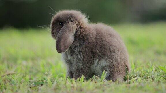 慢镜头复活节兔子在草地上清洁自己