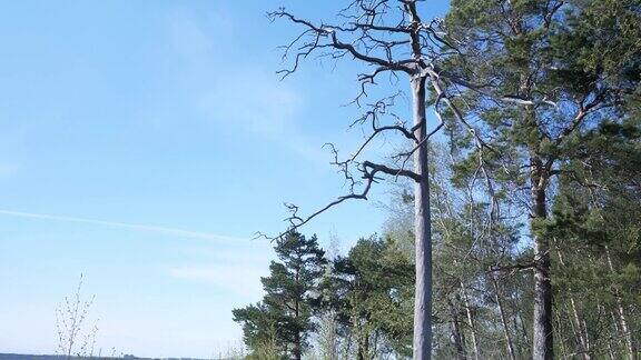 芬兰赫尔辛基公园里的树木