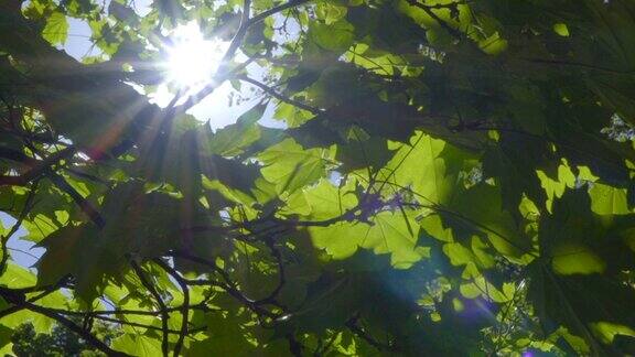 阳光透过树叶照进来茂密森林中的强光树与绿色的叶子和阳光底部视图