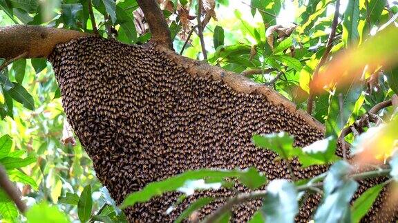 树上的大蜂巢和许多蜜蜂在自然界生产花蜜