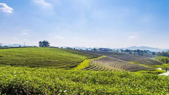 泰国清莱ChuiFong种植园山上美丽的茶园的时间流逝