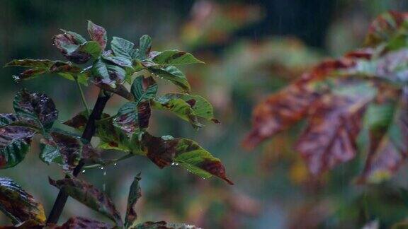 雨天在花园里雨滴从树叶上落下