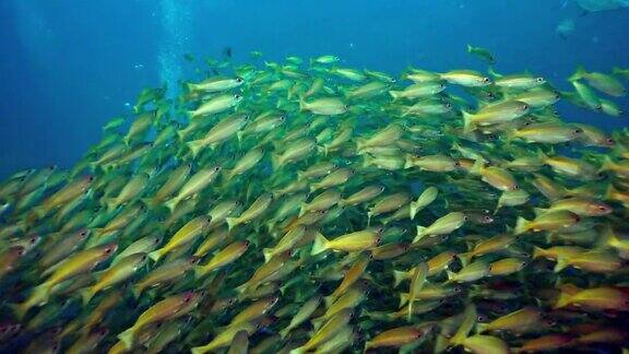 在水下游泳的一群大眼鲷鱼(LutjanusLutjanus)亮黄色和绿色