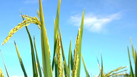 近距离观察:在晴朗的秋日美丽的成熟水稻作物映衬着湛蓝的天空