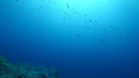 鱼群成群地在礁石上游动一起形成了地中海碧海碧水的海洋风光行为