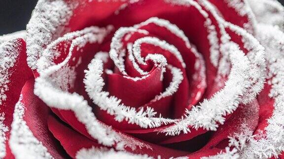 时间流逝的玫瑰冻结冰晶生长在寒冷的玫瑰
