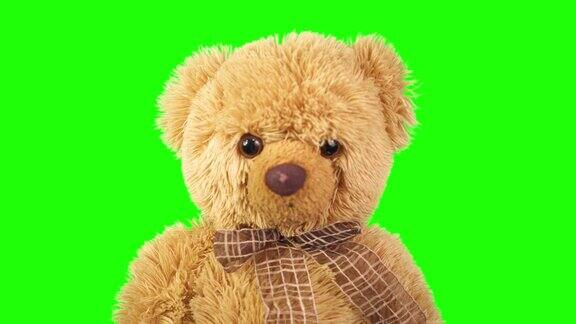 绿色背景上的泰迪熊色度键绿屏