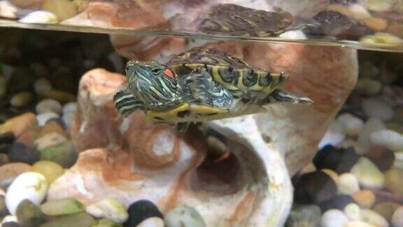 海龟在水族馆里游泳