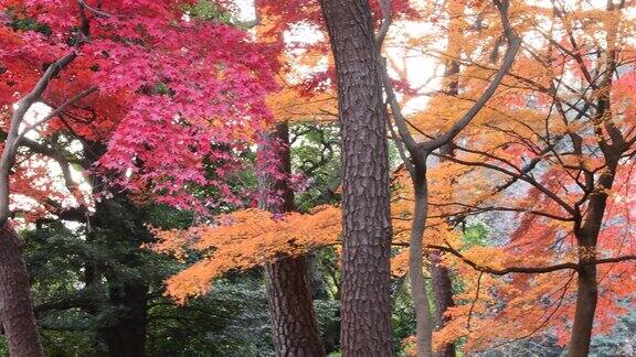 东京日本枫树的秋叶颜色
