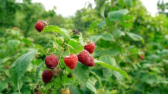 树莓的果实