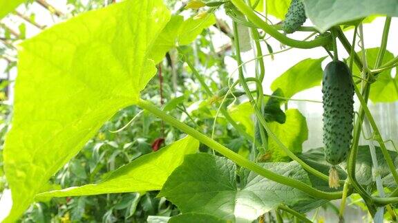 鲜黄瓜幼苗在野外生长黄瓜种植园温室黄瓜的栽培村里花园里的黄瓜