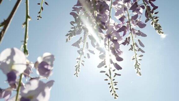 景深慢镜头特写:春天的阳光照耀着盛开的紫藤花