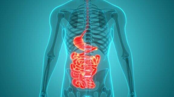 人体消化系统胃与小肠解剖动画概念