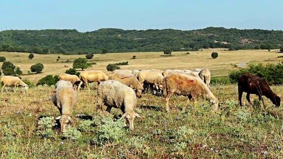 一群羊在山野上吃草