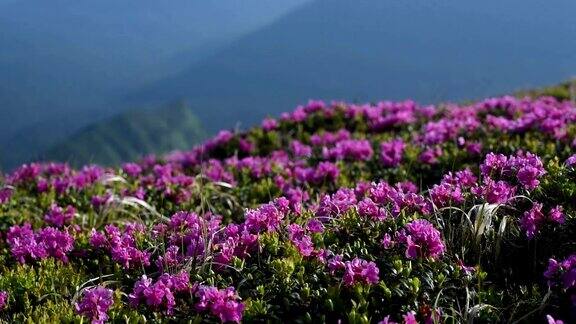 夏日山上神奇的粉红色杜鹃花喀尔巴阡山脉的乌克兰