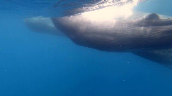 抹香鲸爸爸、抹香鲸妈妈和它们的幼崽在蓝色的海洋里