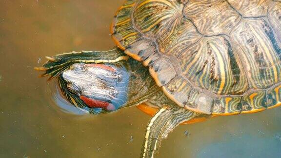 红腹龟和其他乌龟一起在池塘里游泳