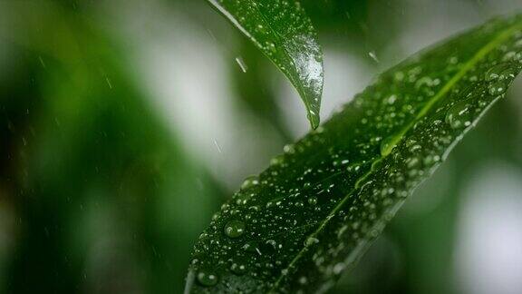 雨滴落在绿叶上