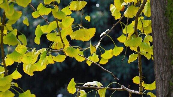 秋天银杏树美丽的黄绿色扇形叶子在微风中摇曳