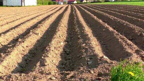 为种植马铃薯而犁过沟的农田