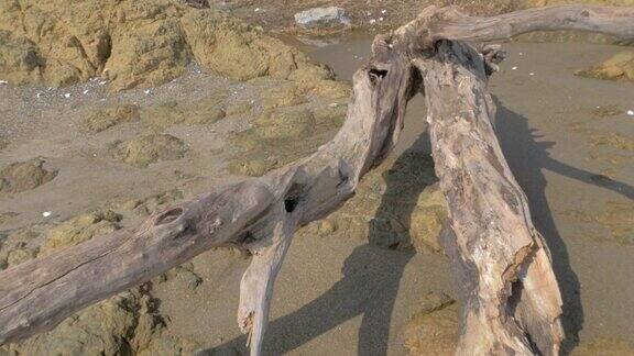 太平洋沙滩上的一根长长的树干