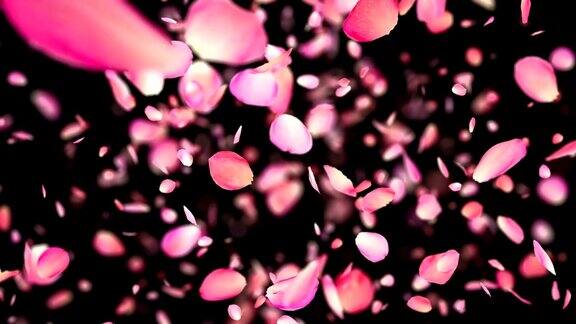 粉色玫瑰花瓣爆炸4K