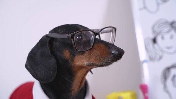 有趣的腊肠狗狗戴眼镜和衬衫在明亮的房间
