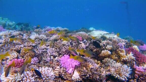 美丽的珊瑚礁上的海洋生物与黑斑鲷鱼(Lutjanusehrenbergii)在红海-拉哈米湾-马萨阿拉姆-埃及